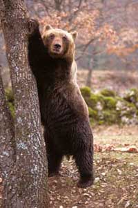 orso