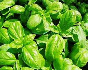 basilico
