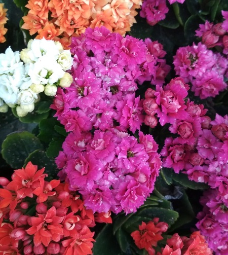 Fiori primavera