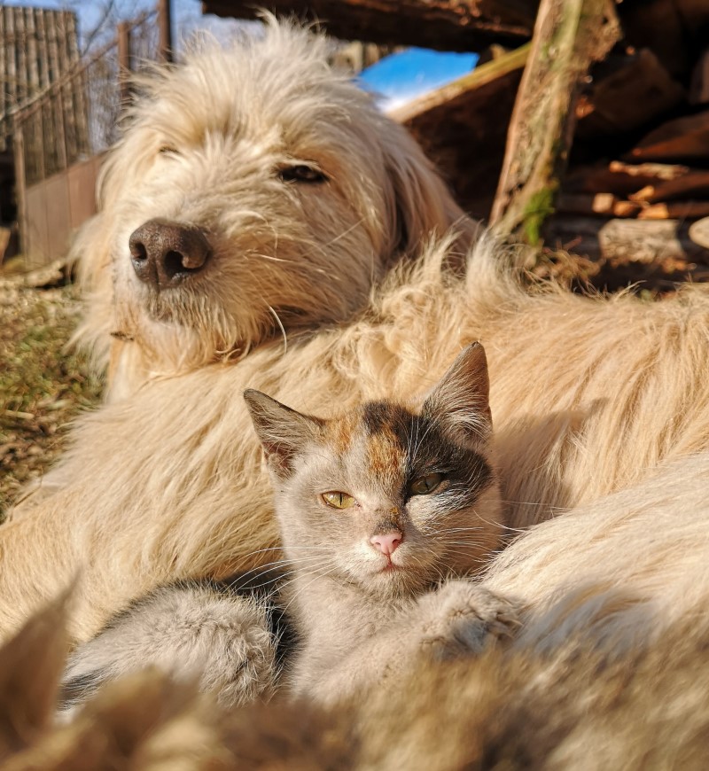 Un cane e un gatto che prendono il sole insieme