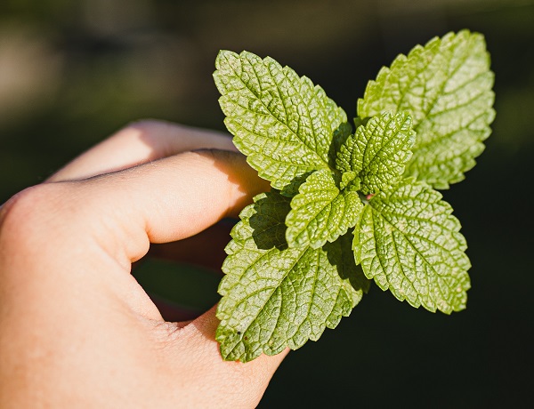 Mint leaves