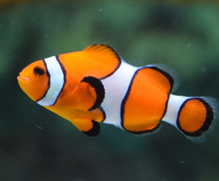 Pesce pagliaccio