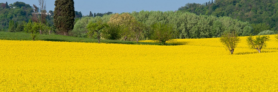 Campo in estate